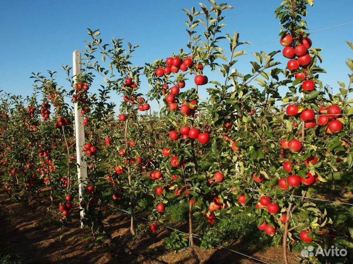 Плодовые деревья районированные