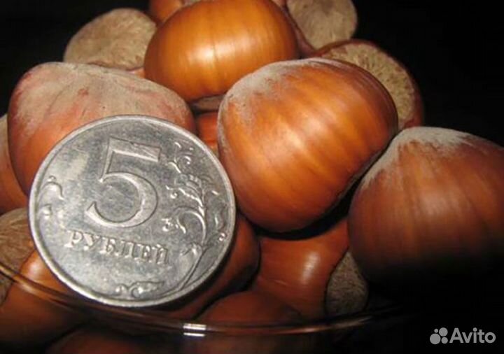 Саженцы Ореха, Фундук, Грецкий Орех, Миндаль