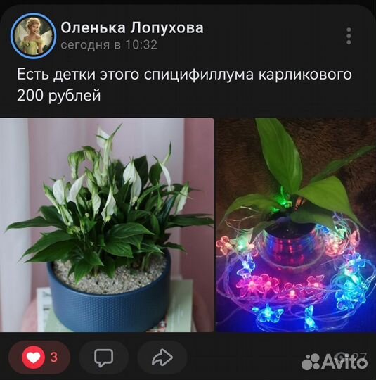 Сортовые карликовые спатифиллумы
