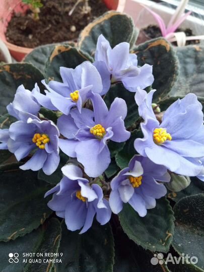 Комнатные растения