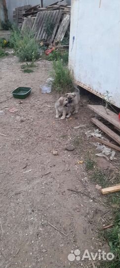 Щенки в добрые руки