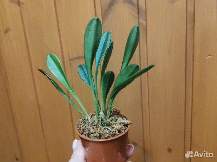 Орхидея Masdevallia schroederiana