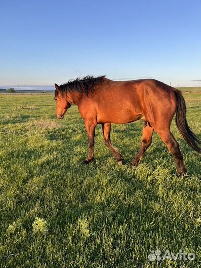 Лошадь жеребец