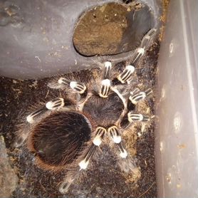 Acanthoscurria geniculata и psalmopoeus irminia