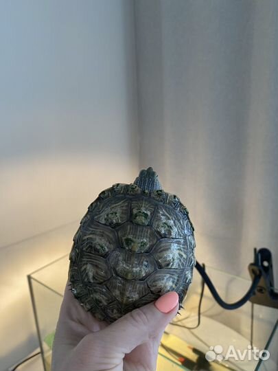 Красноухая черепаха с аквариумом