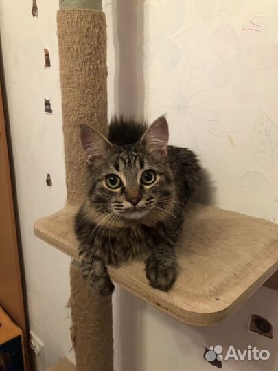 Котик в добрые руки