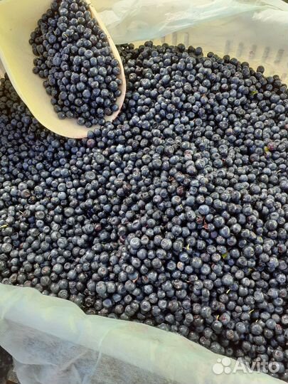 Смородина, Клюква, Черника,белый гриб,жимолость