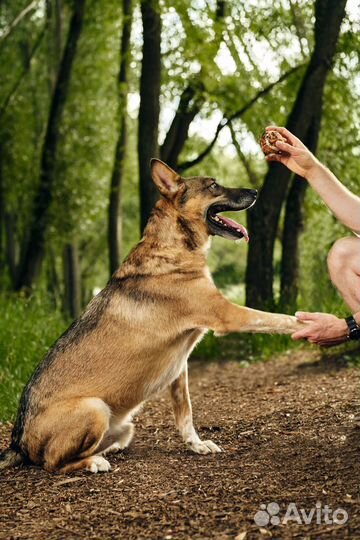 Овчарка в добрые руки