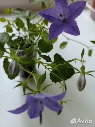 Рэо, кампанула, диффебахия