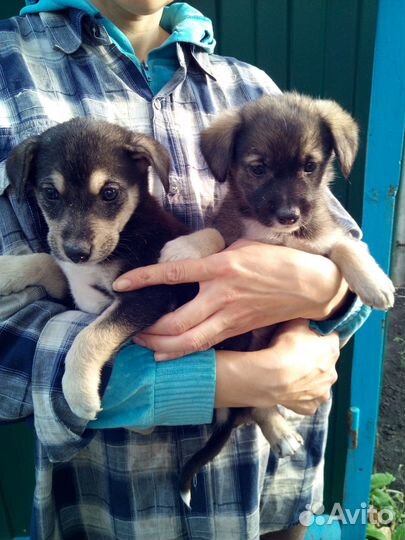 Очень хорошие щенки