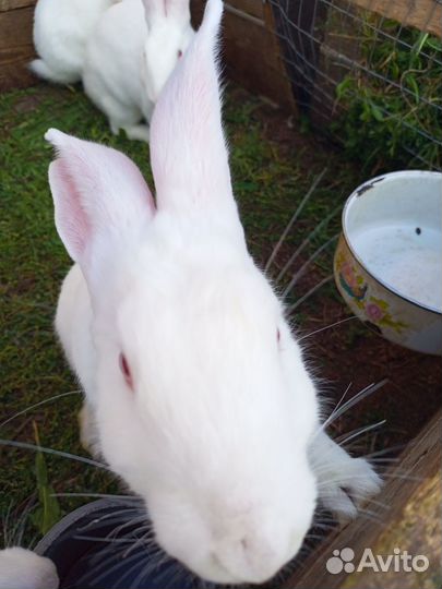 Чистопородные Кролики Белый паннон