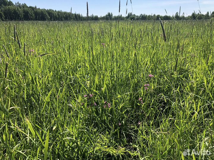 Сено в рулонах 2024