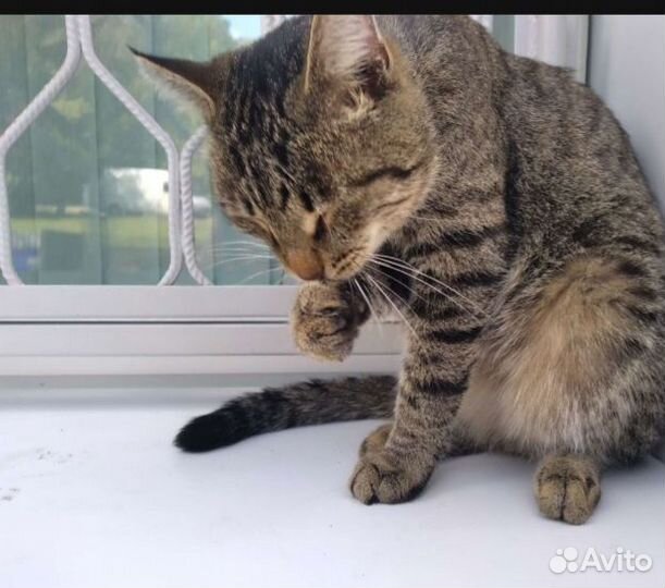 Потерялся кот