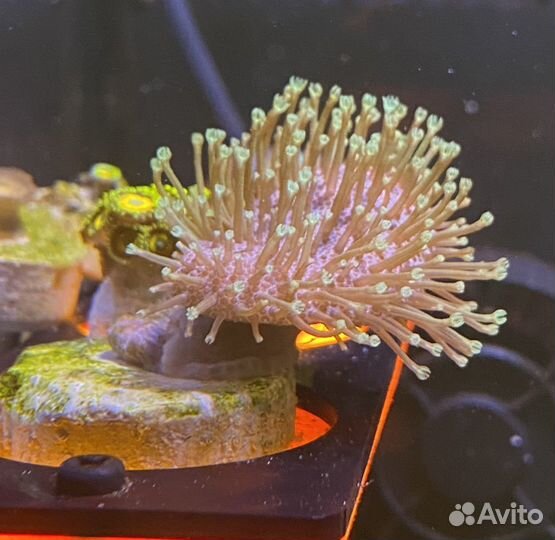 Кораллы для начинающих