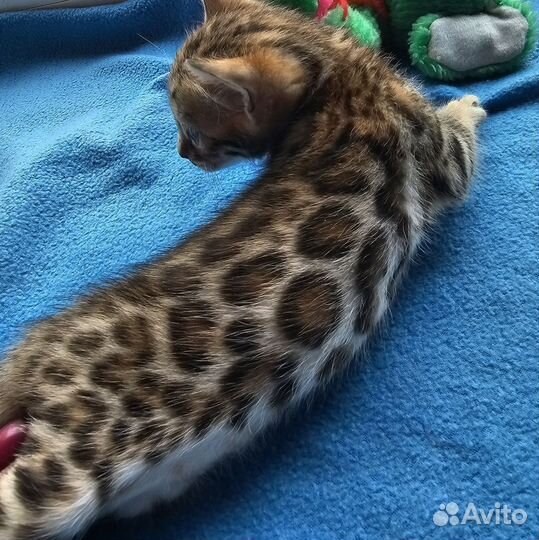 Бенгальская девочка