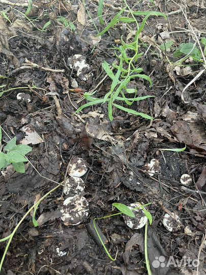 Грузди белые