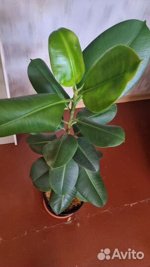 Продажа фикуса каучуконосного