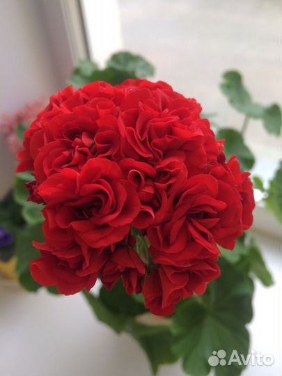 Пеларгония герань