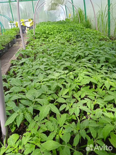 Рассада помидор и перцев