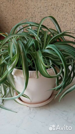 Хлорофитум