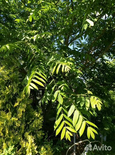 Сумах. Орех Манчжурский. Лещина. Форзиция. Миндаль