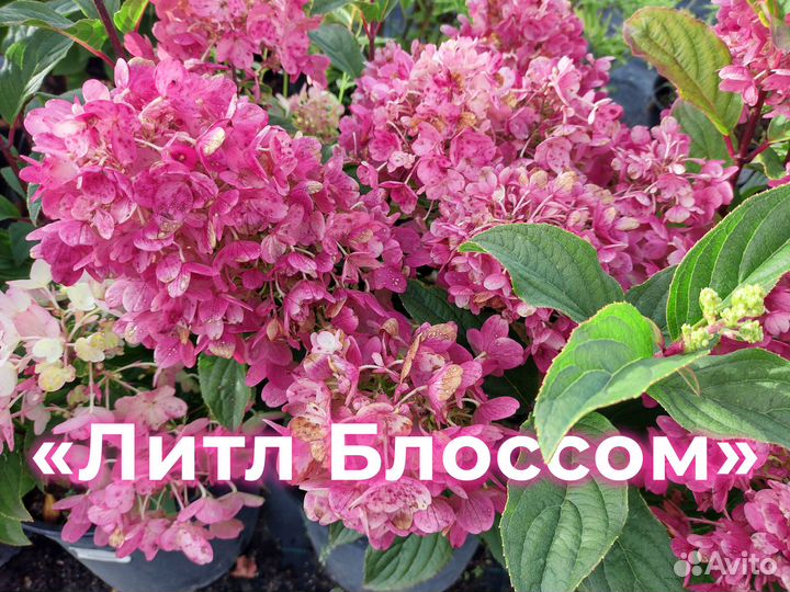 Сортовые Гортензии Оптом с Питомника