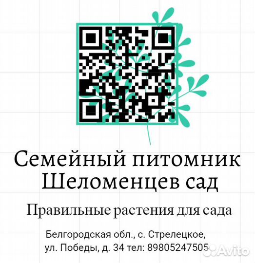 Ель