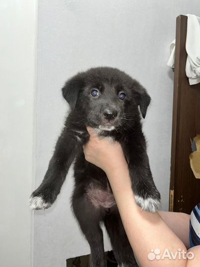 Собака в добрые руки отдам бесплатно