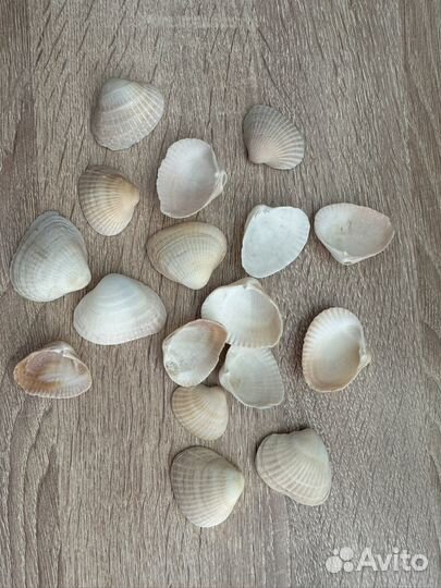 Морские ракушки