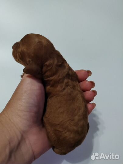 Той-пудель ред braun щенки