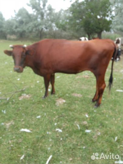 Продаются телочки