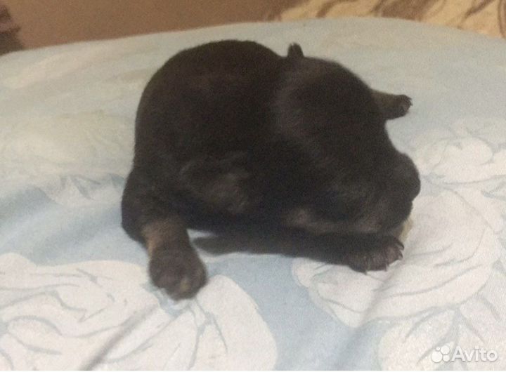 Мини той-терьер