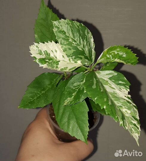 Гибискусы разных сортов