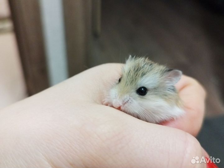 Роборовского хомячки