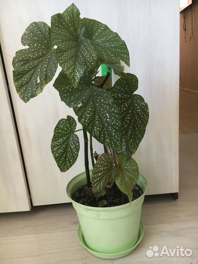 Комнатные цветы