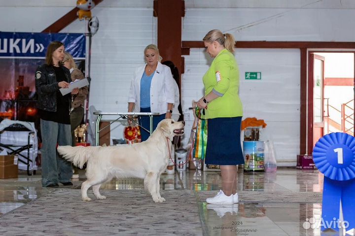 Золотистый ретривер