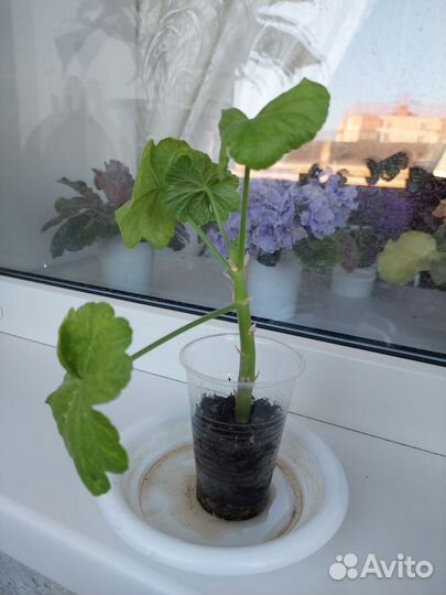 Пеларгония герань розебудная красная