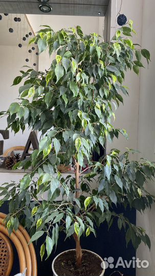 Фикус бенджамина большой