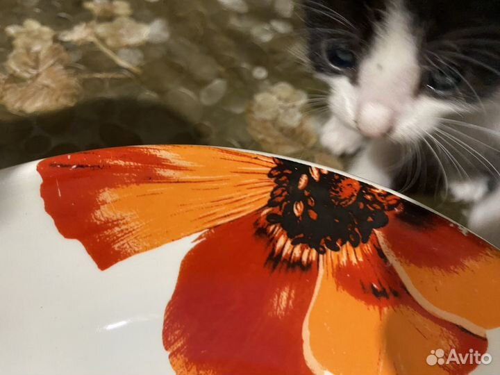 Котята 1 месяц