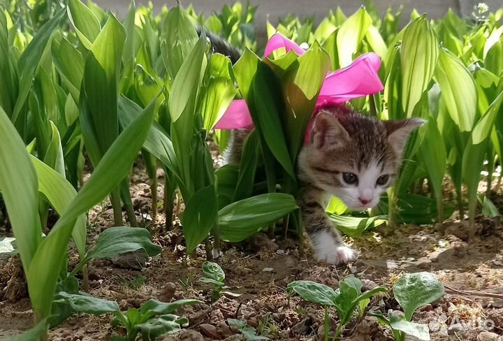 Отдам в добрые руки котёнка
