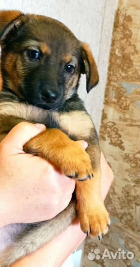 Щенок в добрые руки