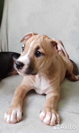 Щенки питбуля