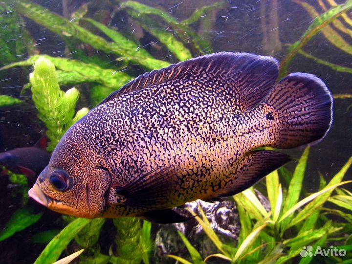 Аквариумные рыбки