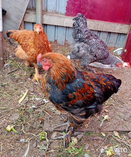 Петухи 6 мес