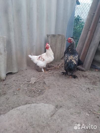 Молодые петухи