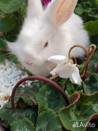 Мини кролик