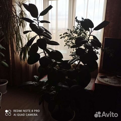 Фикус рабуста1,6 м
