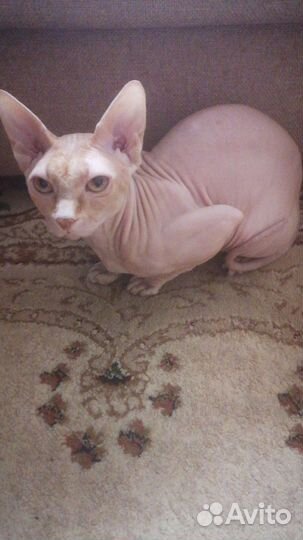 Канадский сфинкс вязка