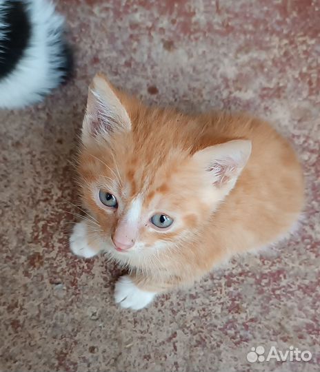5 котят. Приходите