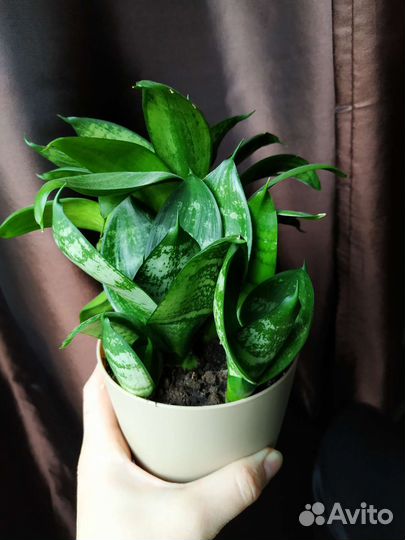 Сансевиерия ханни (щучий хвост) в декор.горшке